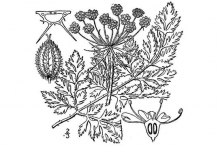 Sketch-of--Wild-Carrot-plant