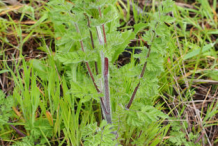 Small--Wild-Carrot-plant