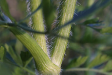 Stem-of--Wild-Carrot-plant