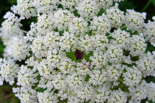 Wild-Carrot--Flower