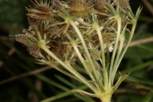 Wild-Carrot-Fruit