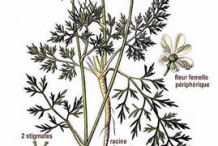 Wild-Carrot-plant-Illustration
