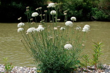 Wild-carrot-plant