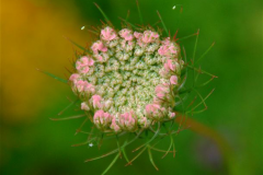 Flowering-bud-of-Wild-Carrot