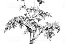 Sketch-of-wild-Celery