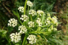 Flower-of-wild-Celery