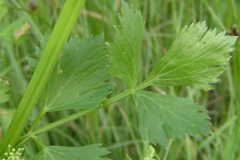 Leaves-and-stem-of-Wild-Celery