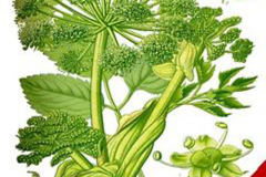Plant-Illustration-of-Wild-Celery