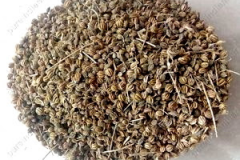 Seeds-of-Wild-Celery