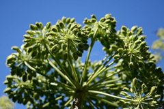 Unripe-seeds-of-Wild-Celery