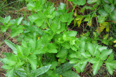 Wild-Celery-Plant
