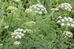 Wild-Celery-growing-wild