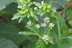 Wild-celery