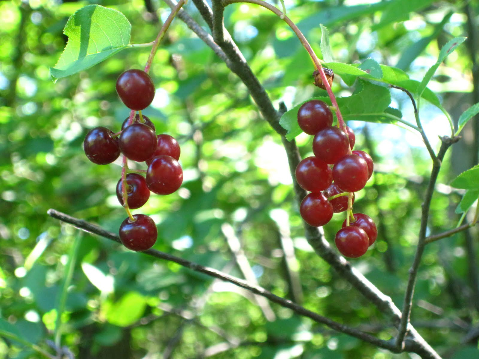 Wild-cherry-fruit