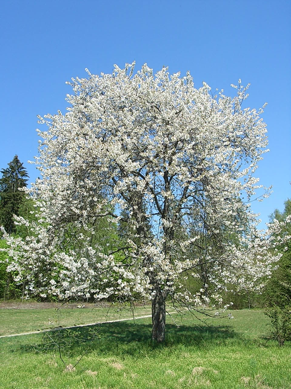 Wild-cherry-tree