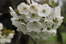 Close-up-flower-of-Wild-cherry