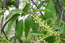 Flower-bud-of-Wild-cherry