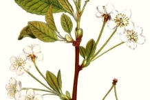 Plant-illustration-of-Wild-cherry