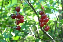 Wild-cherry-fruit