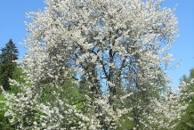 Wild-cherry-tree