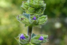 Flower-bud-of-Wild-Clary