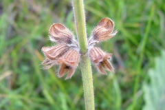 Close-up-of-mature-fruit