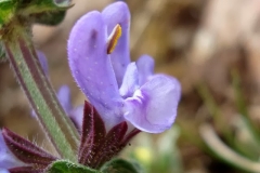 Close-view-of-Wild-Clary-flower