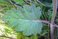 Close-view-of-Wild-Clary-leaf