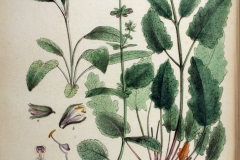 Plant-Illustration-of-Wild-Clary