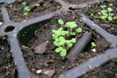 Seedlings-of-Wild-Sage