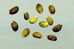 Seeds-of-Wild-Clary