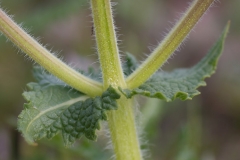 Stem-of-Wild-Clary