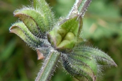 Wild-Clary-fruit