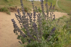 Wild-Clary-plant
