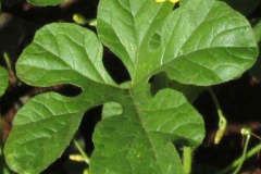 Closer-view-of-leaf-of-Wild-cucumber