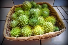 Collected-Wild-cucumber-fruits