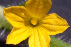 Flower-of-Wild-Cucumber