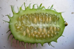 Half-cut-Wild-cucumber