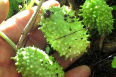 Immature-fruits-of-Wild-cucumber