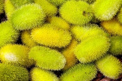 Mature-fruits-of-Wild-cucumber