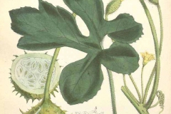 Plant-Illustration-of-Wild-cucumber