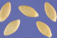 Seeds-of-Wild-cucumber