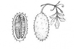 Sketch-of-Wild-cucumber