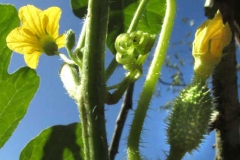 Stem-of-Wild-cucumber