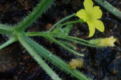Tiny-Spines-on-the-stem-of-Wild-Cucumber