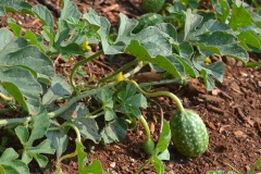 Wild-cucumber-plant