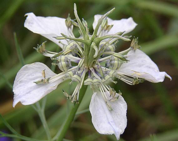 Closer-view-of-flower-of-Wild-fennel