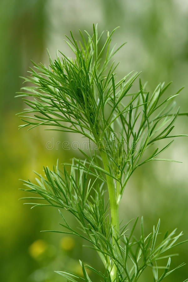 Leaves-of-Wild-fennel