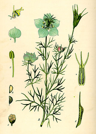 Plant-illustration-of-Wild-fennel