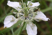 Closer-view-of-flower-of-Wild-fennel
